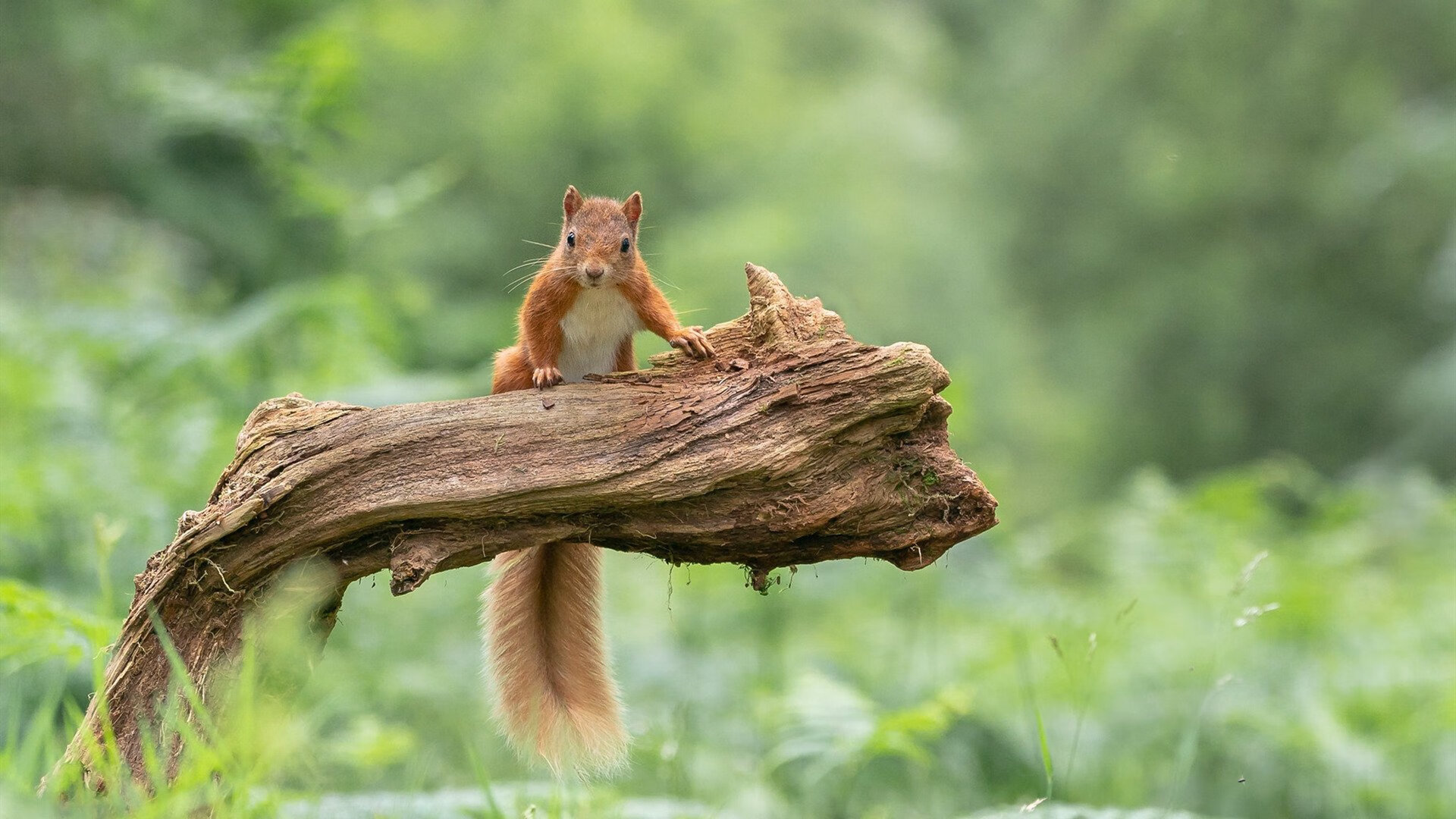 九游娱乐官网 (JIUYOU)-NBA球员慈善活动频频举办，展现社会责任，nba赞助收入