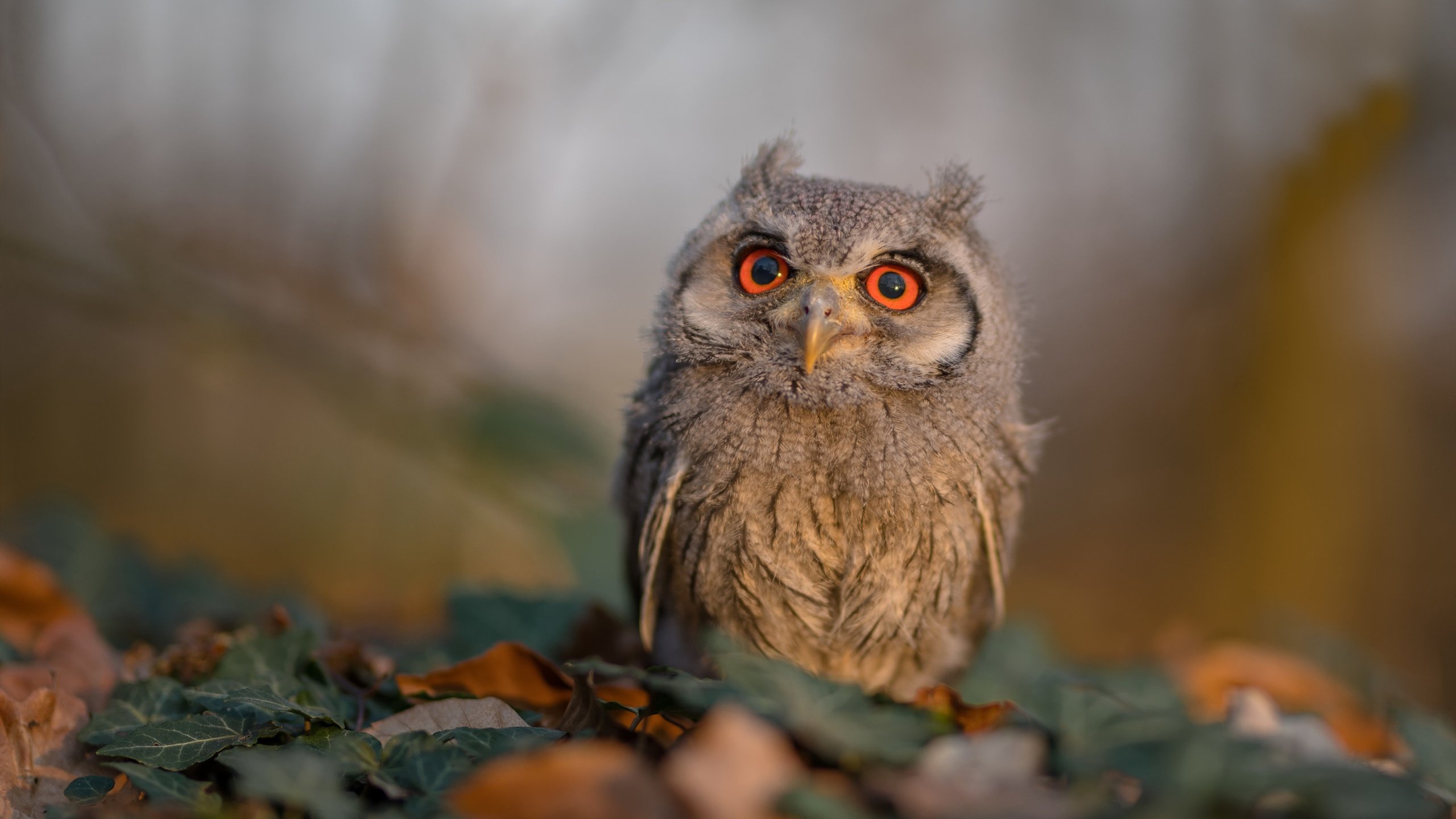 NBA设置“队医挑战权”,提升比赛中医疗判断效率,nba 队医