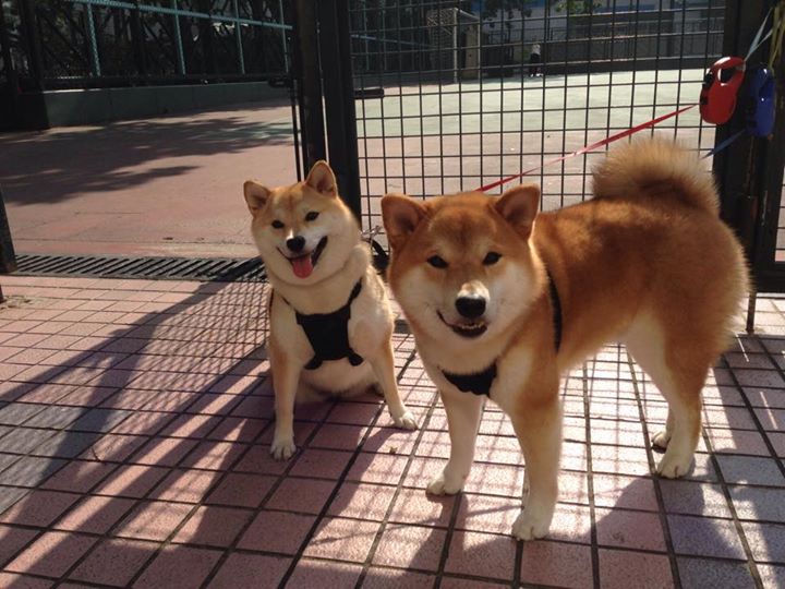 九游APP官网-【青训加油站】年轻运动员模仿丁俊晖的攻防设计，挑战丁俊晖