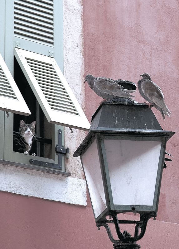 伊朗骑手阿里·巴赫蒂亚里在巴黎奥运会上与“Shahram”马匹共同参赛,尽管因马匹受伤被迫退出,但展现了坚强意志。