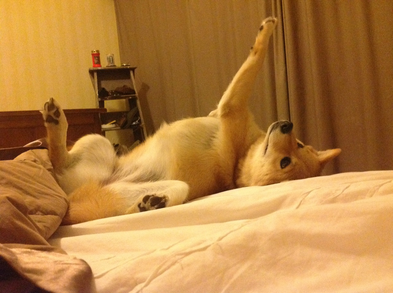 九游娱乐中心-凯尔特人推出“球迷意见议会”，直接影响场馆决策，凯尔特人球迷头像