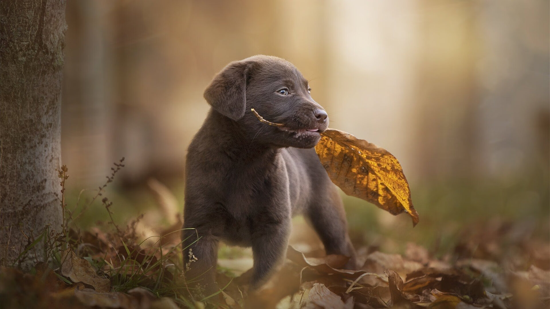 凯尔特人推出“球迷意见议会”,直接影响场馆决策,凯尔特人球迷头像