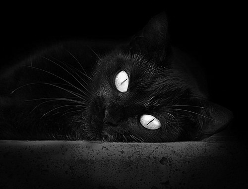 滑雪板飞跃大赛:空中的速度与惊险,滑雪飞跃视频