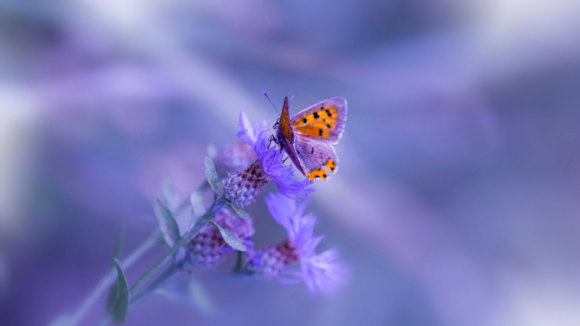 福冈软银鹰队在日本大赛中获得亚军，福冈软银鹰职棒商品