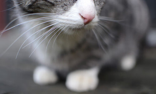 赛季焦点:目前联盟中的最大争议点,联盟新赛季