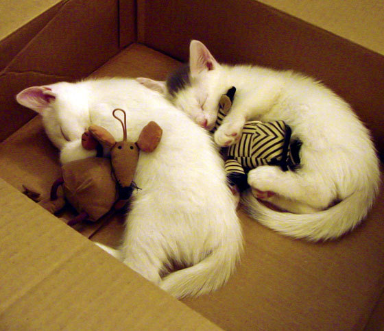 -PSG.LGD防守端表现提升明显，psg.lgd队员