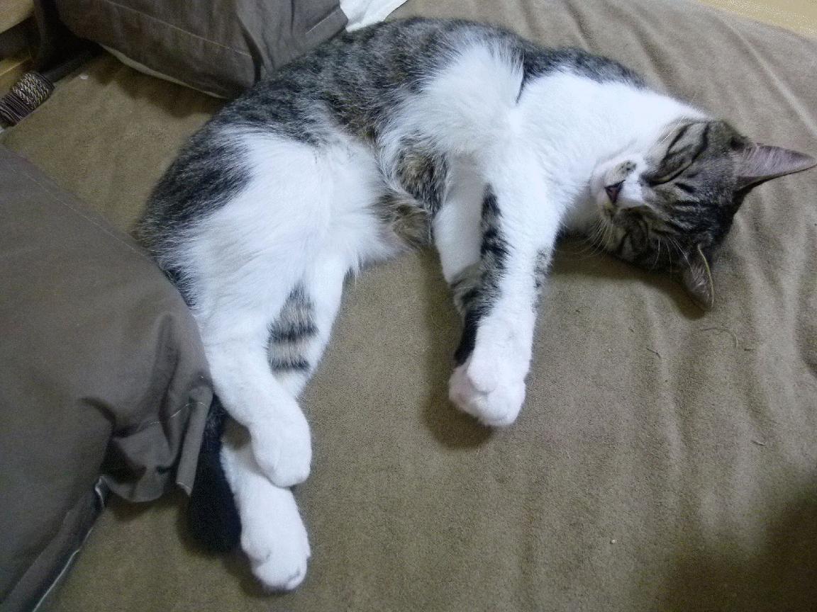 九游网页版入口-TL战队推出限量版队服，tl战队全称