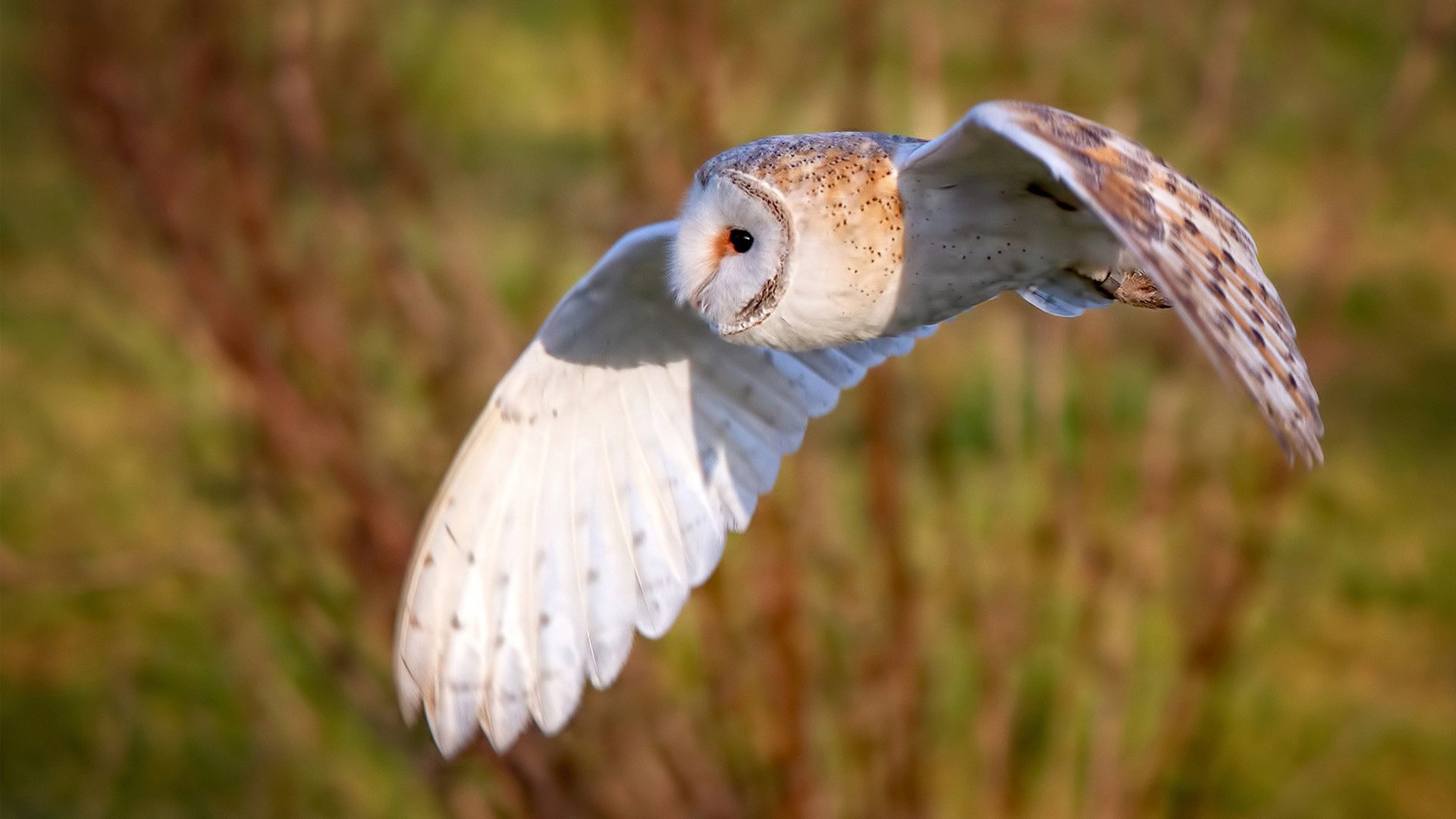 -埃弗顿主场击败狼队，成功卫冕领先地位，埃弗顿对狼队预测