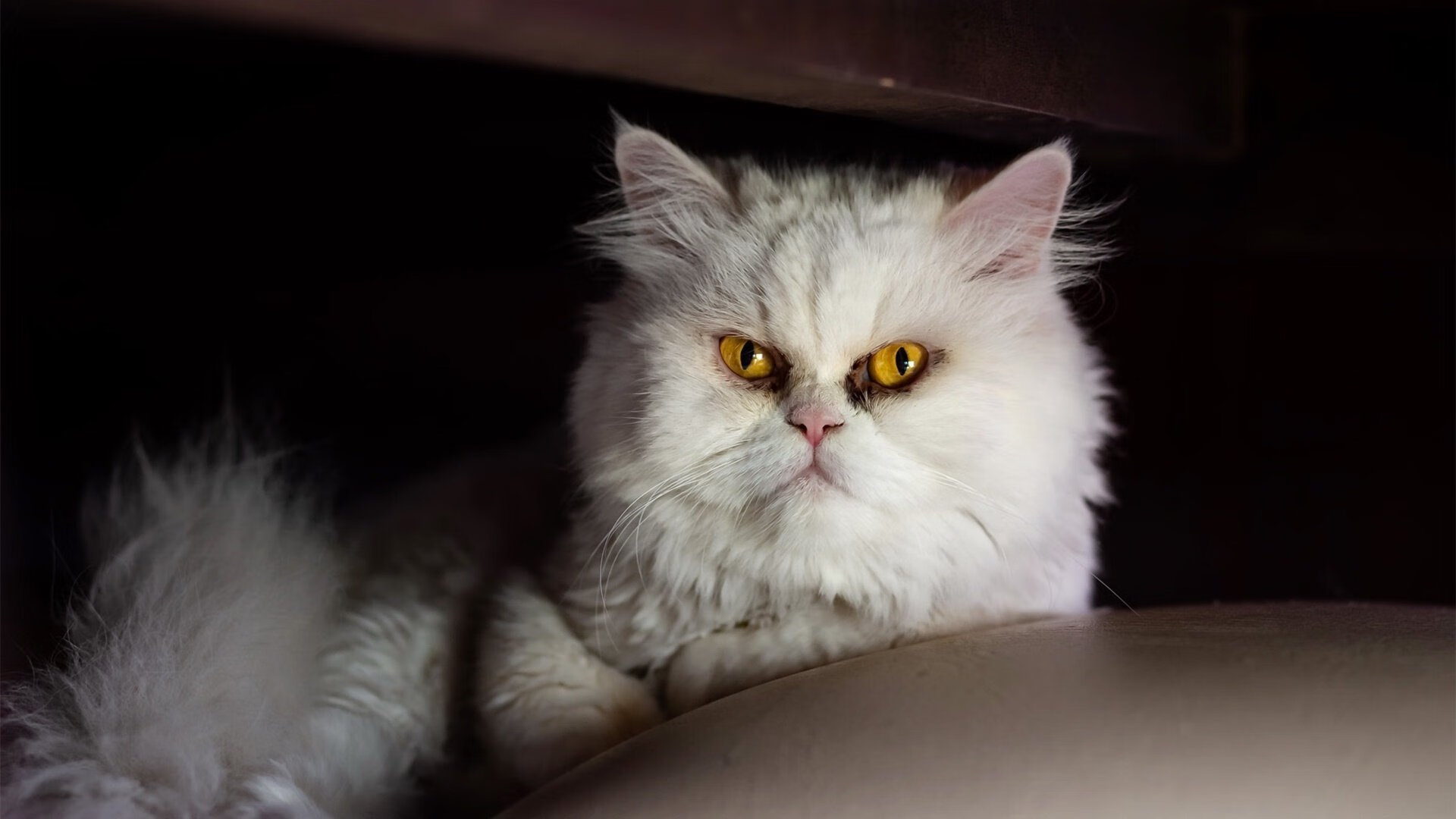 九游网页版入口-杨明阳归化成功，首次入选国家队，归化球员杨明洋