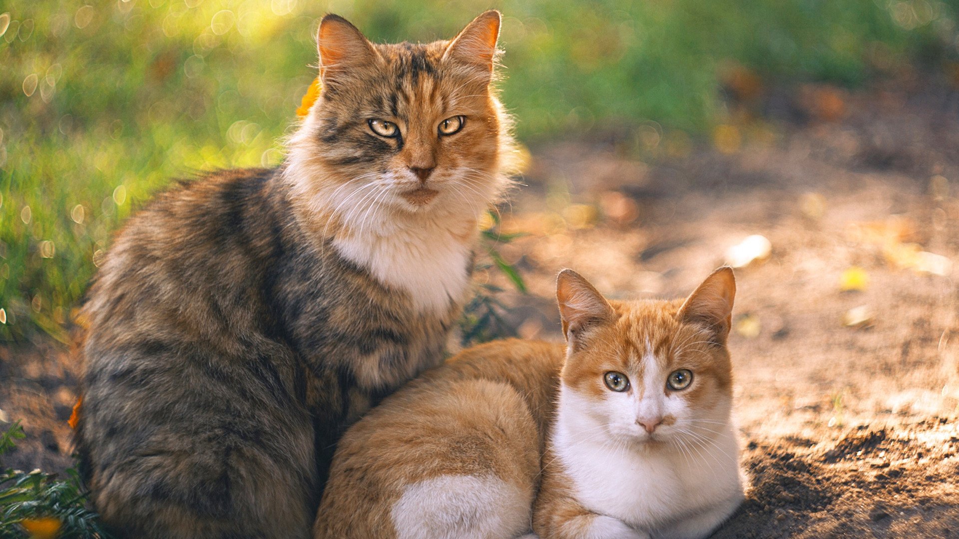 皇家马德里主帅佩雷斯赢得观众认可,皇家马德里佩佩