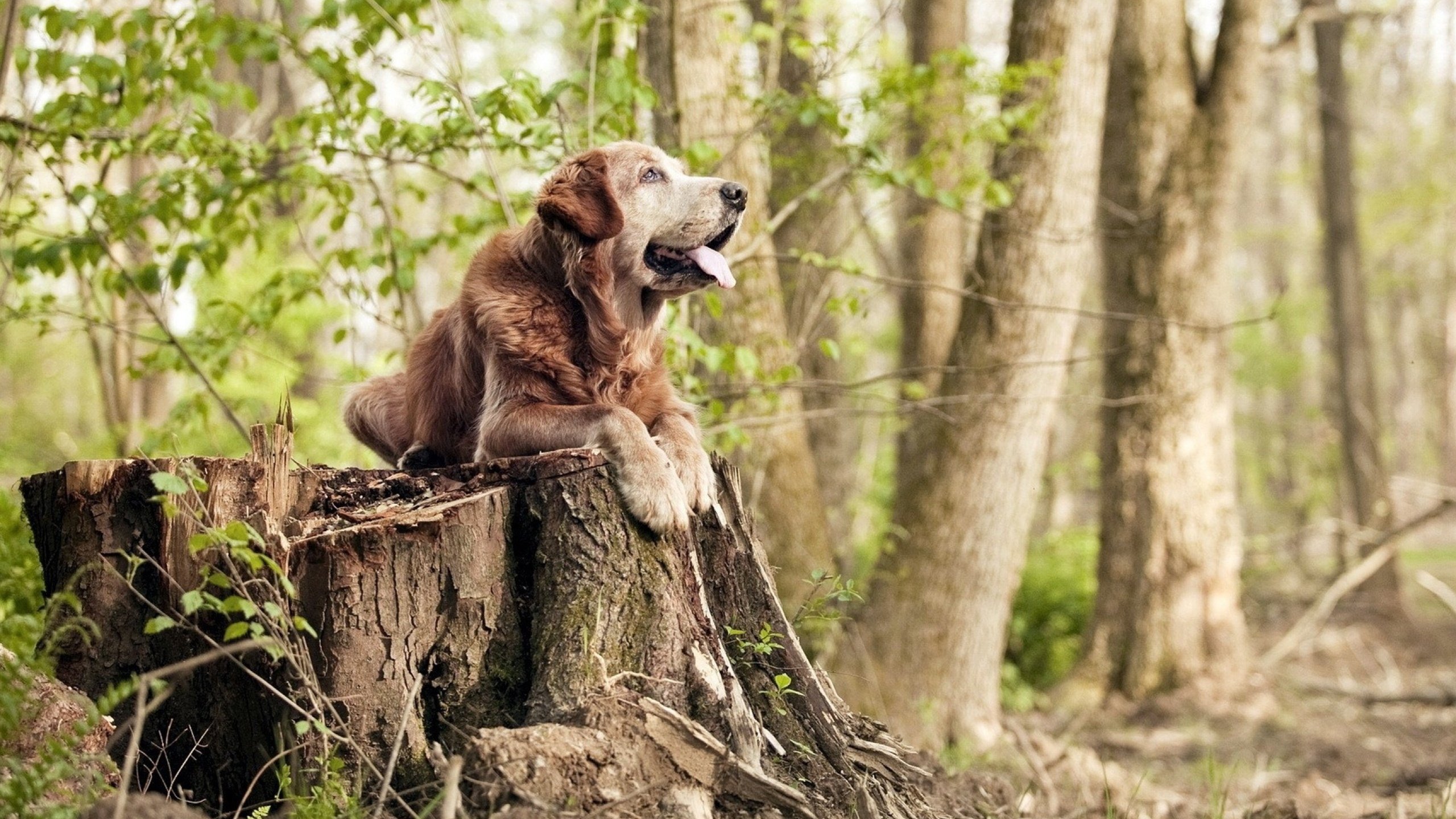 中国女篮技术战术持续升级,中国女篮晋级之路