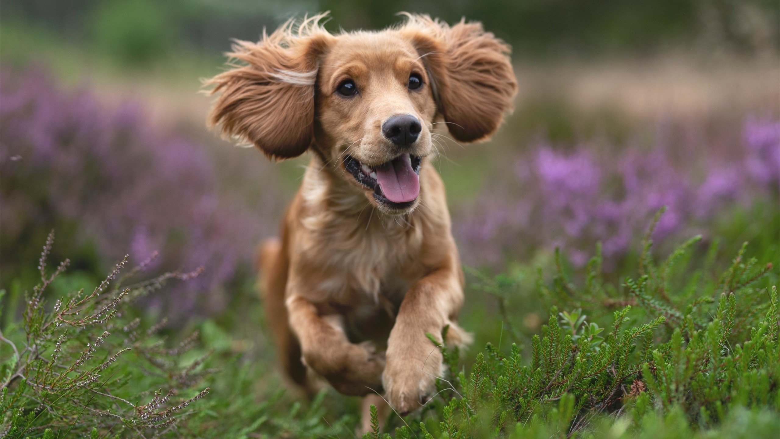 乒乓2024:国际乒联混合团体世界杯赛制揭秘,2020国际乒联团体世界杯