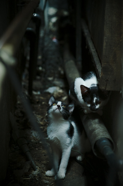 CBA赛季转会期开放多支球队进行大规模阵容调整,cba转会动态2021