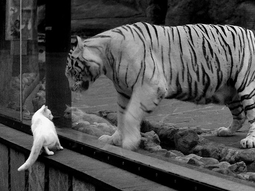 Jiuyou-希腊女篮在欧洲锦标赛中再夺佳绩，续写荣誉传奇，希腊女篮u20直播