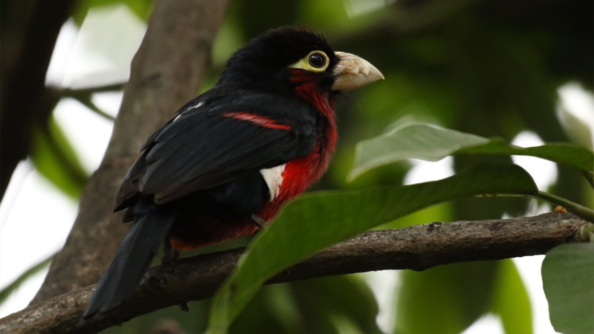 九游9游-德甲速度激增：瞬间突入，精彩不断！，德甲最快球员