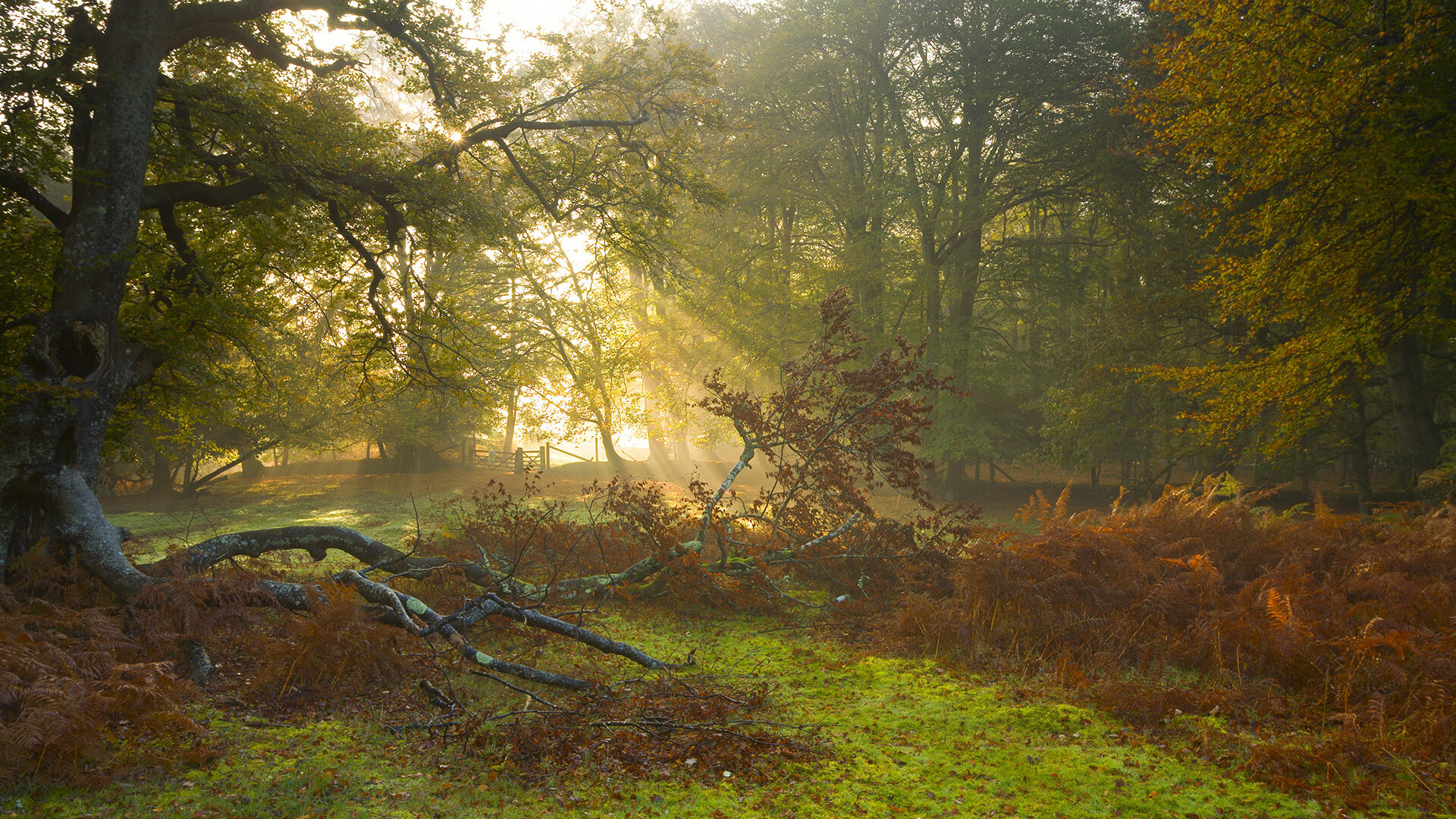 自由泳荷兰冲刺阶段稳如磐石,荷兰自由王国