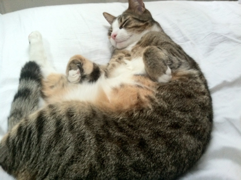 九游（jiuyou.com）游戏-蛙泳项目韩国持续发力，蛙泳国际比赛视频